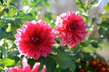 Pembe astar. Büyük güzel çiçekler pembe renk