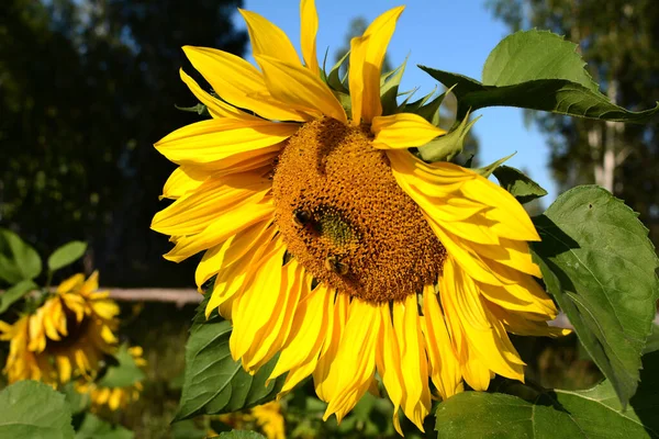 Sunflowers Bees Bright Summer Photo Yellow Sunflowers Outdoor — Stock Photo, Image