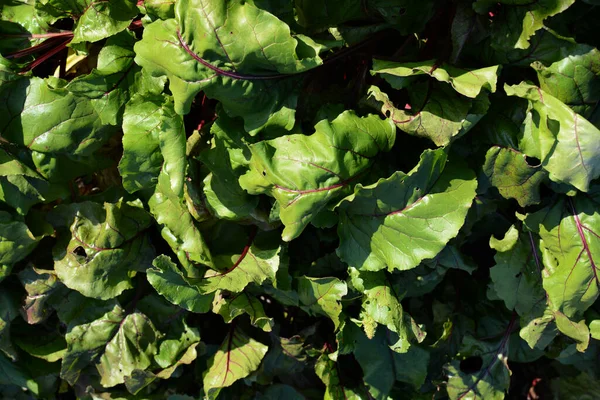 Gröna Betblad Blommig Grönsakskonsistens — Stockfoto