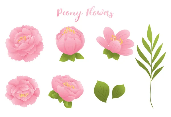Set of peony flowers in pink color. Vector illustration