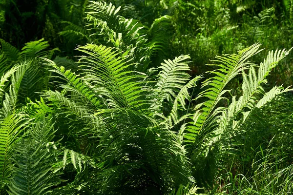 Grüne Farnblätter im Sommer. Hintergrund. Textur — Stockfoto