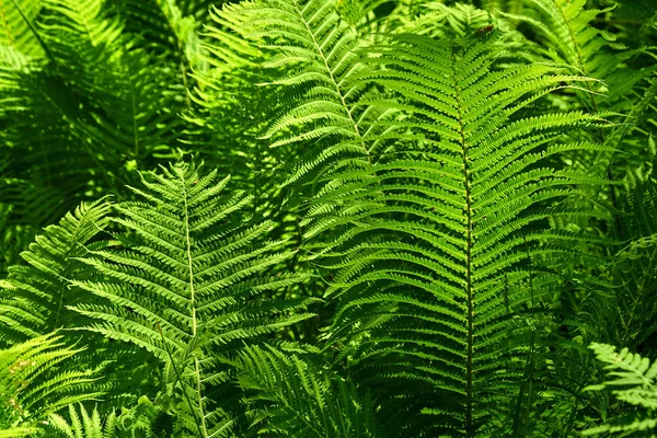 Hojas de helecho verde en verano. Antecedentes Textura — Foto de Stock