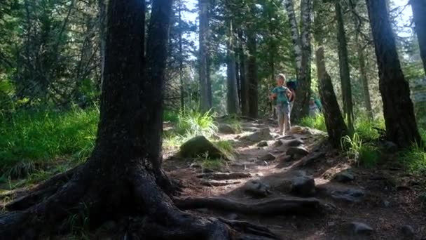 Familie Wandelen In de buitenlucht. Wandelen met rugzakken in het bos. — Stockvideo