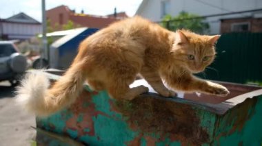 Çöp tenekesinde yemek arayan evsiz bir kedi..