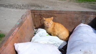 Çöp tenekesinde yemek arayan evsiz bir kedi..