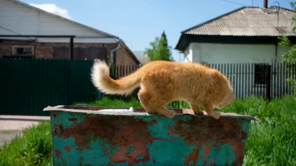 Kočka bez domova hledá jídlo v popelnici nebo popelnici. — Stock video
