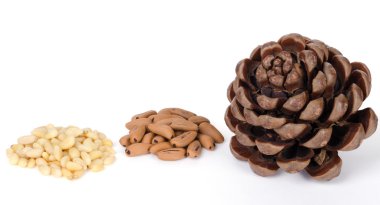 Stone pine cone with seeds and shelled nuts clipart