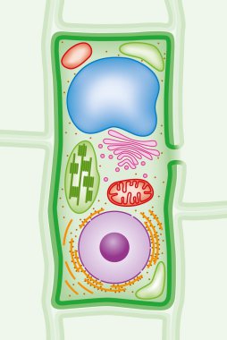 Bitki hücre yapısını çapraz bölüm illüstrasyon