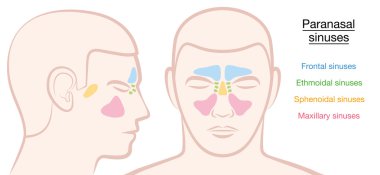Paranasal Sinuses Male Face clipart