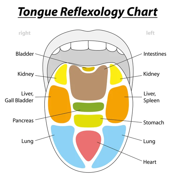 Tongue Reflexology Chart — Stock Vector