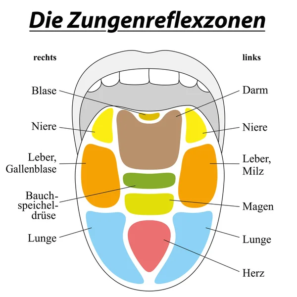 Tongue Reflexology German — Stock Vector