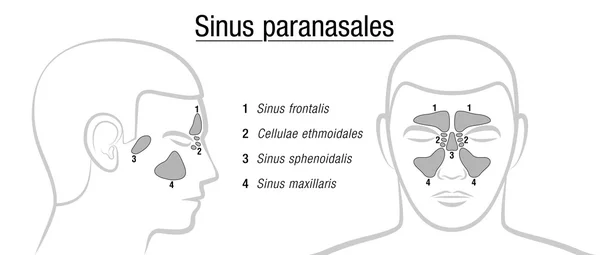 Paranasal Sinuses Términos en latín — Vector de stock