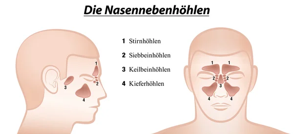 Nasennebenhöhlen deutsche Namen — Stockvektor