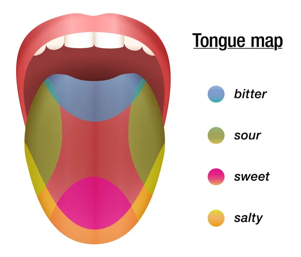 Taste Map Bitter Sour Sweet Salty — Stock Vector