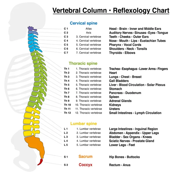 Grafico di Riflessologia della Colonna Vertebrale — Vettoriale Stock