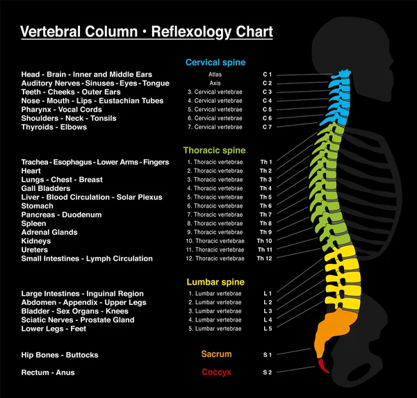 Espina dorsal reflexología — Archivo Imágenes Vectoriales