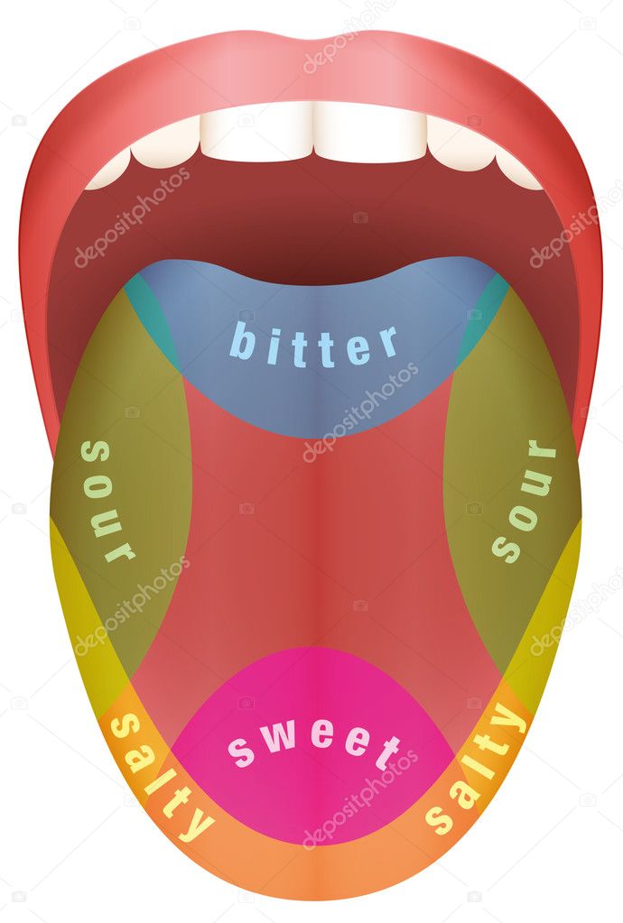 Áreas de sabor de la lengua Vector de stock por ©Furian 127705422