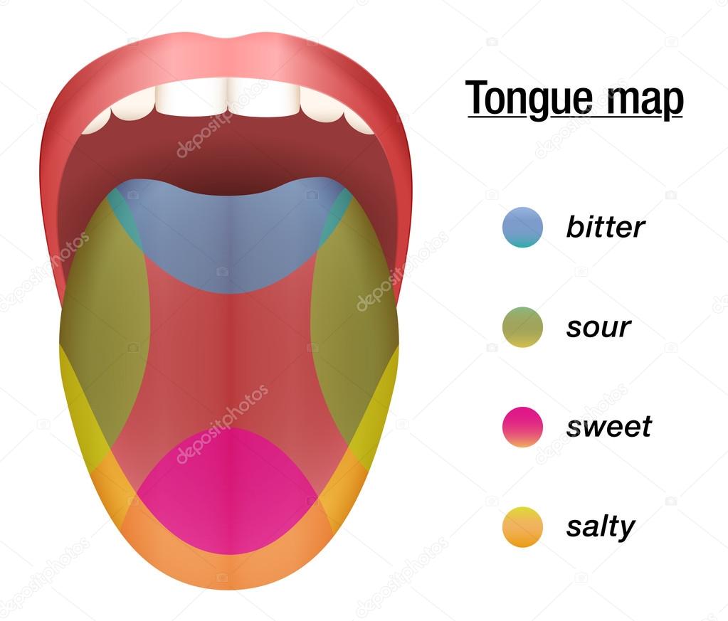 Taste Map Bitter Sour Sweet Salty Stock Vector Image by ©Furian 127709308