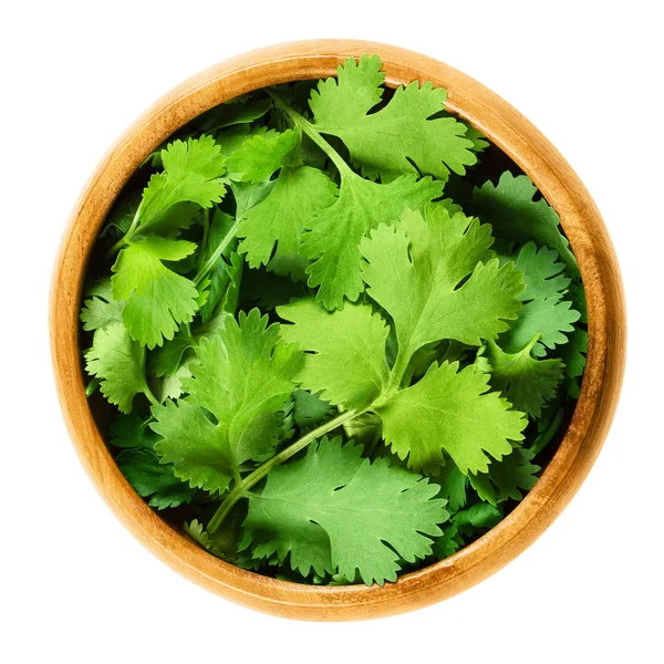 Hojas frescas de cilantro o cilantro en un tazón de madera —  Fotos de Stock