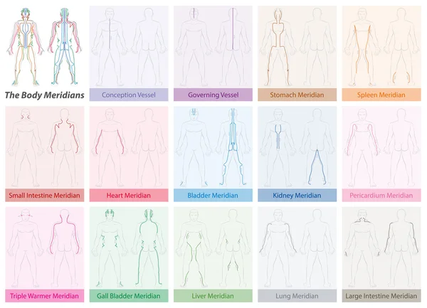 Vücudun meridyenleri grafik renkli