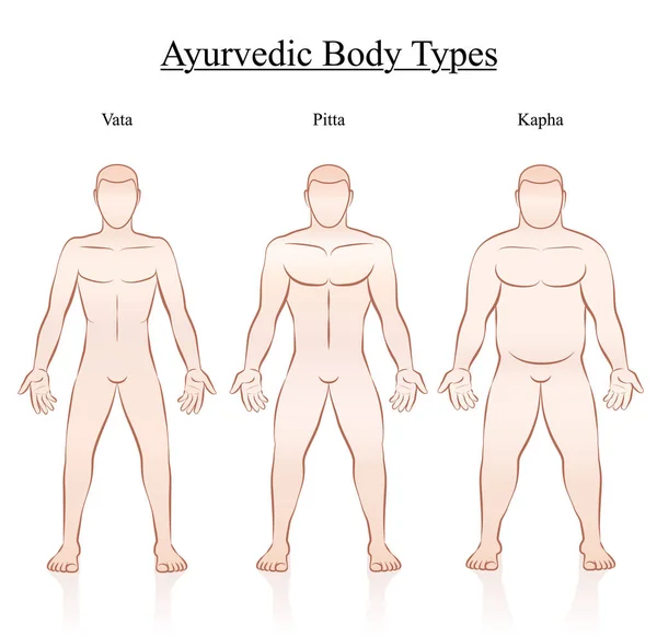 Constitución del cuerpo Tipos Vata Pitta Kapha — Vector de stock