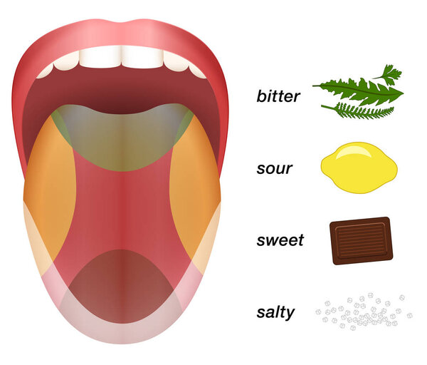 Bitter Sour Sweet Salty Tongue Taste Map