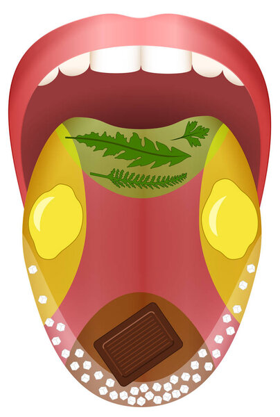 Tongue Taste Areas Flavor Of Food
