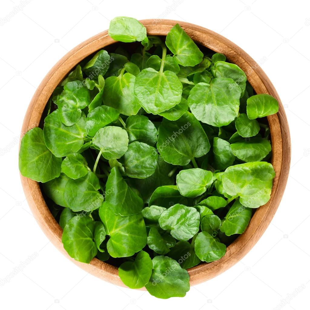 Watercress in wooden bowl over white
