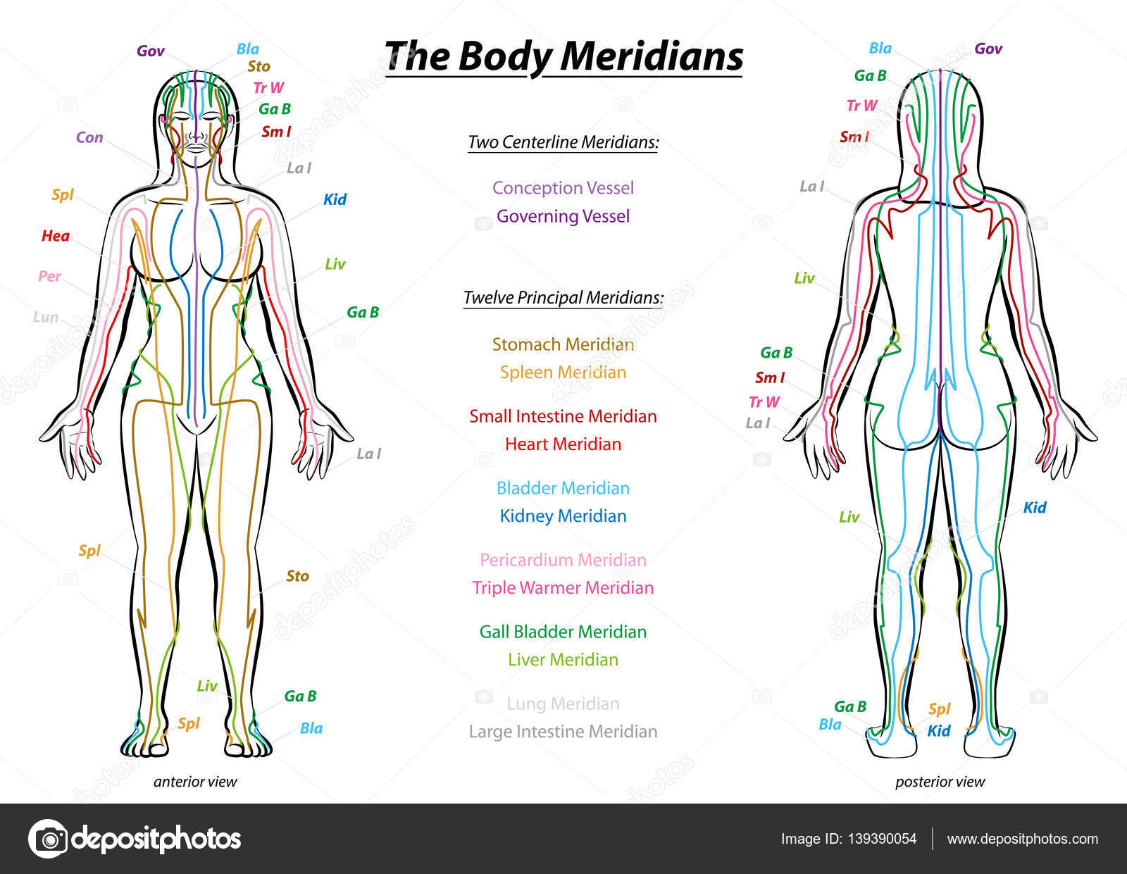 Chinese Medicine Body Chart