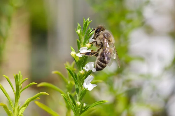Медоносная пчела собирает нектар из чабреца — стоковое фото