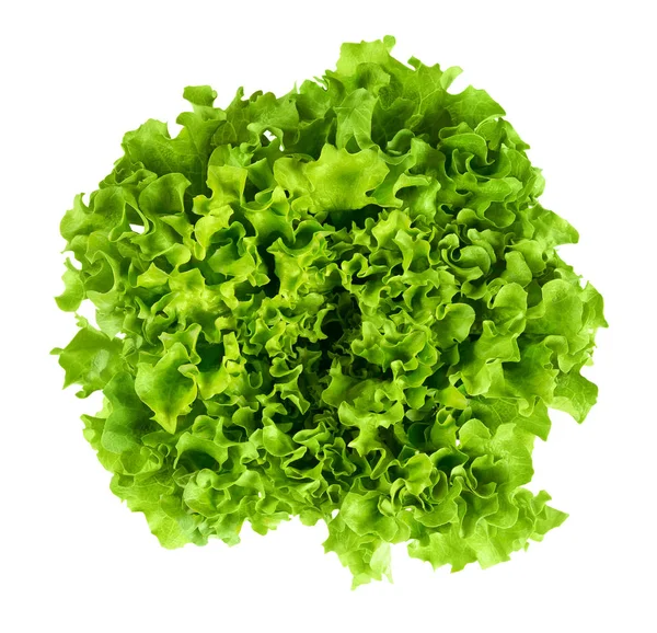 Батавії головка салату зверху на білому тлі — стокове фото