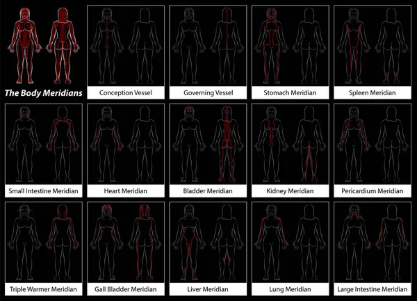 Vücut meridyenler grafik kadın akış yönü — Stok Vektör
