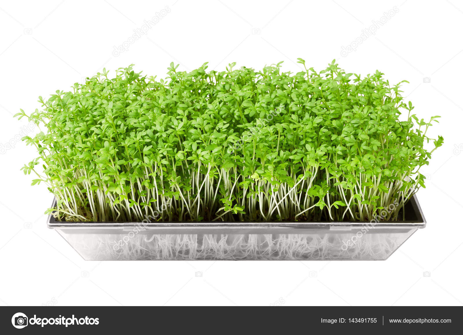 Garden Cress Herb