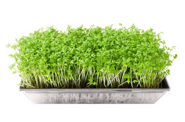 Garden cress in seed sprouter isolated over white clipart