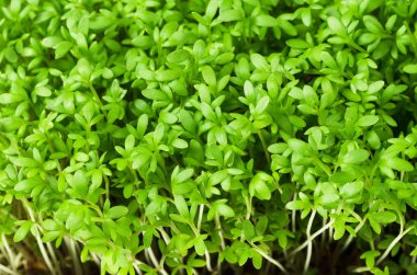 Yukarıdan Garden cress genç bitkiler