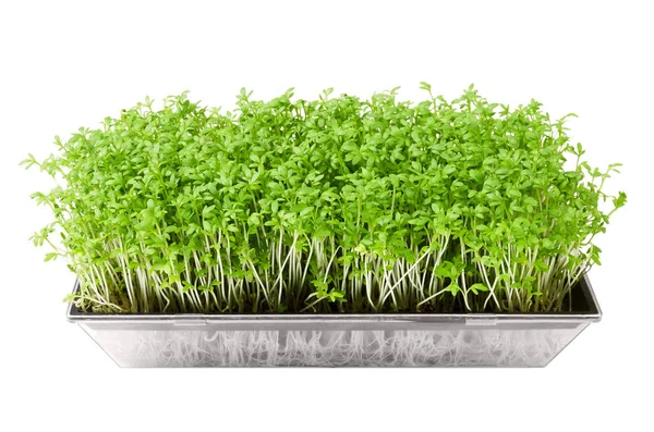 Garden cress in seed sprouter isolated over white — Stock Photo, Image