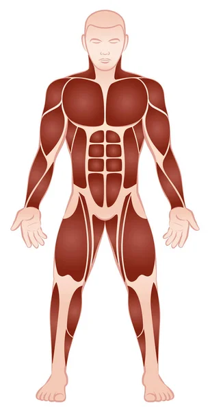大きな筋肉グループの男性の体の正面 — ストックベクタ