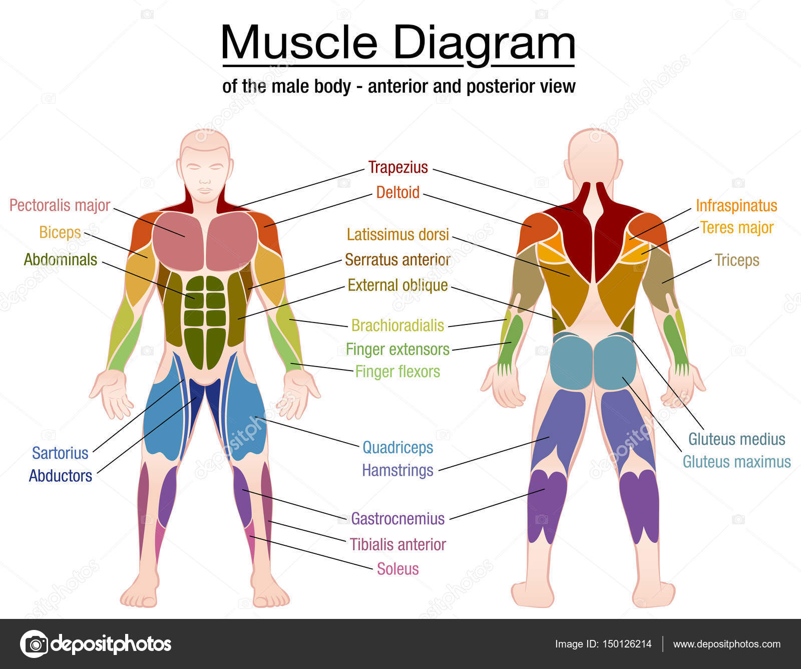 Body muscle chart | Muscle Diagram Male Body Names — Stock Vector © Furian #150126214