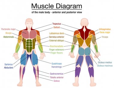 Muscle Diagram Male Body Names clipart