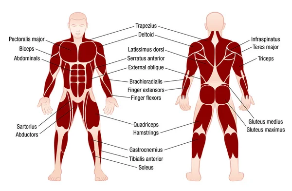 Cuadro de músculos Descripción Cuerpo Muscular Hombre — Vector de stock