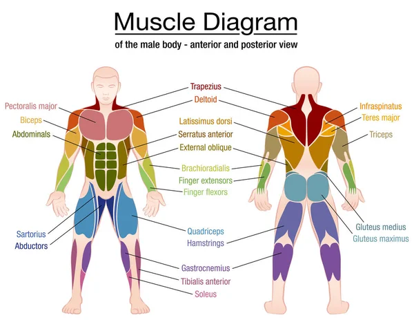 Mięśni Diagram męskiego ciała nazwy — Wektor stockowy