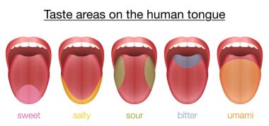 Tongue Sweet Salty Sour Bitter Umami Taste clipart