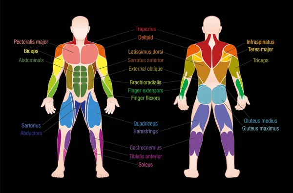 Muskeldiagramm männlicher Körper farbige Muskeln — Stockvektor
