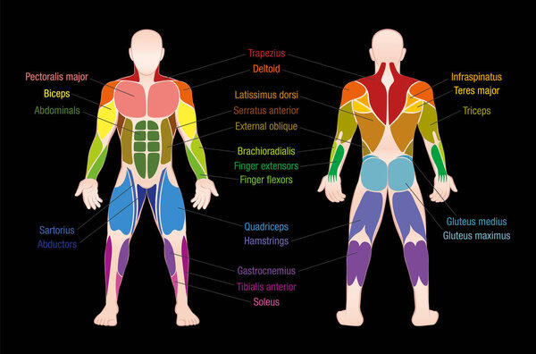 Muscle Chart Male Body Colored Muscles