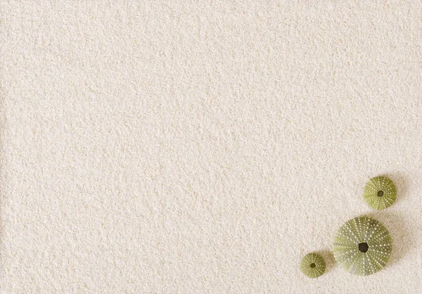 Deniz kestanesi kabuğu düz beyaz kum yüzeyi — Stok fotoğraf