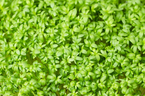 Garden cress, fresh sprouts, young leaves — Stock Photo, Image