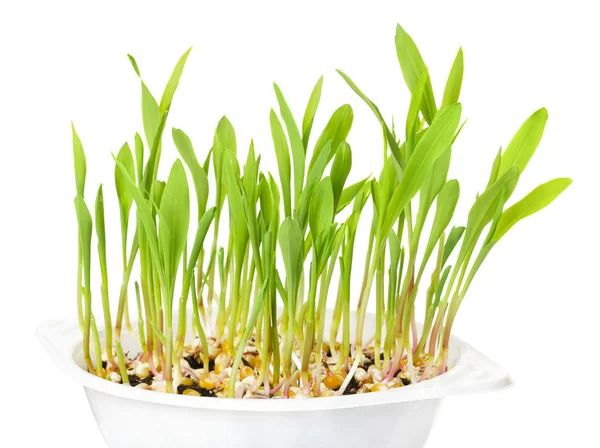 Giovani piante di popcorn in vassoio di plastica bianca su bianco — Foto Stock