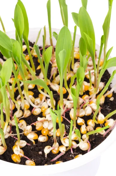 Piante giovani di popcorn in vassoio di plastica bianca, verticale — Foto Stock