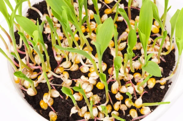 Plantas jóvenes de palomitas de maíz en bandeja de plástico blanco desde arriba — Foto de Stock