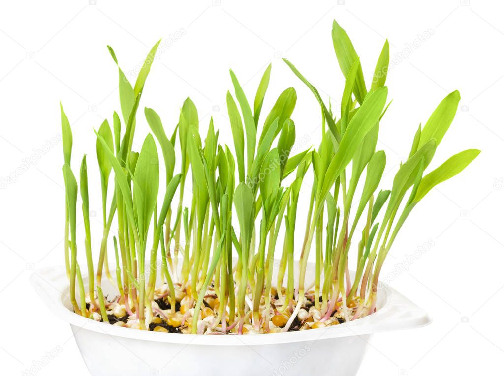 Young popcorn plants in white plastic tray over white